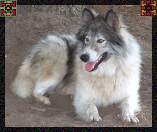Pets 4 You - JAACE's Animal Companions, Native American Indian Dog ...